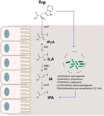 The Mechanism Underlying the Influence of Indole-3-Propionic Acid: A Relevance to Metabolic Disorders